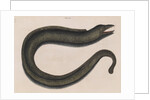 Blackcheek moray eel by Mark Catesby