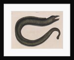 Blackcheek moray eel by Mark Catesby