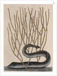 Blackcheek moray eel by Mark Catesby