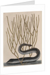 Blackcheek moray eel by Mark Catesby
