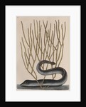 Blackcheek moray eel by Mark Catesby