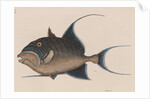 'Old wife' by Mark Catesby