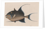 'Old wife' by Mark Catesby
