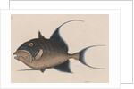 'Old wife' by Mark Catesby