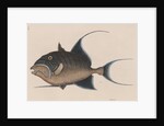 'Old wife' by Mark Catesby