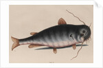 Catfish by Mark Catesby