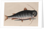 Catfish by Mark Catesby