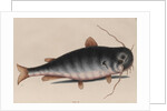 Catfish by Mark Catesby