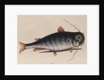Catfish by Mark Catesby