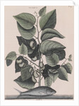 Pilchard by Mark Catesby