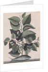 Pilchard by Mark Catesby