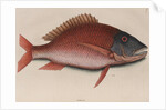 Mutton snapper by Mark Catesby