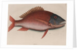Mutton snapper by Mark Catesby