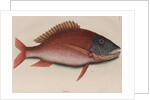 Mutton snapper by Mark Catesby