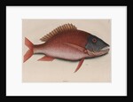 Mutton snapper by Mark Catesby