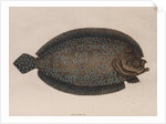American sole by Mark Catesby