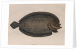 American sole by Mark Catesby