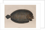 American sole by Mark Catesby