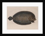 American sole by Mark Catesby