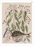 Globefish by Mark Catesby