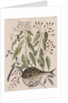 Globefish by Mark Catesby