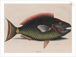Parrotfish by Mark Catesby
