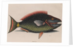 Parrotfish by Mark Catesby
