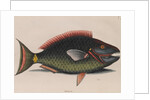 Parrotfish by Mark Catesby