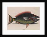 Parrotfish by Mark Catesby