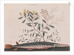 Garfish by Mark Catesby