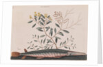 Garfish by Mark Catesby