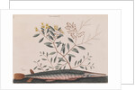 Garfish by Mark Catesby