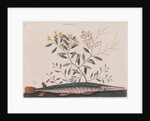 Garfish by Mark Catesby
