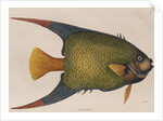 Angelfish by Mark Catesby