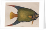 Angelfish by Mark Catesby