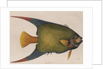 Angelfish by Mark Catesby