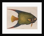 Angelfish by Mark Catesby