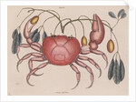 Land crab by Mark Catesby
