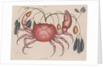 Land crab by Mark Catesby
