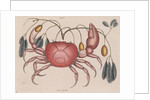 Land crab by Mark Catesby