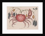 Land crab by Mark Catesby