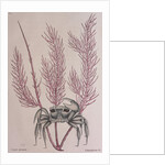 Sand crab by Mark Catesby