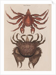 Red rock crab and box crab by Mark Catesby