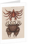 Red rock crab and box crab by Mark Catesby