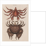 Red rock crab and box crab by Mark Catesby