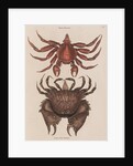 Red rock crab and box crab by Mark Catesby
