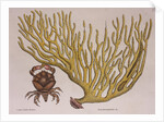 Red-clawed crab by Mark Catesby