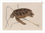 Green sea turtle by Mark Catesby