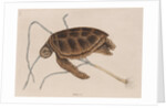Green sea turtle by Mark Catesby