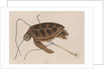 Green sea turtle by Mark Catesby